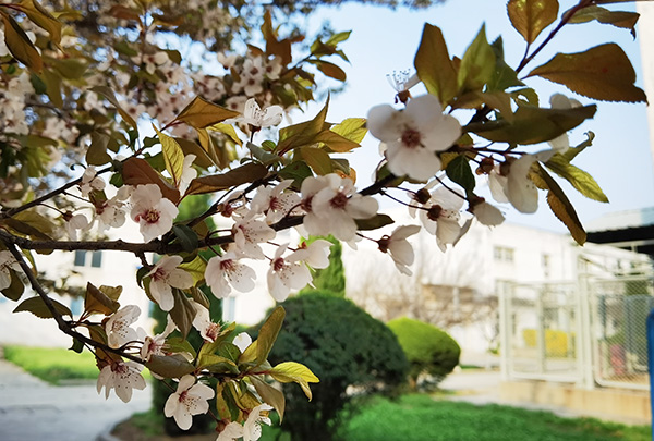 1615952375688267.jpeg 渭化美景——木子李花2.jpg