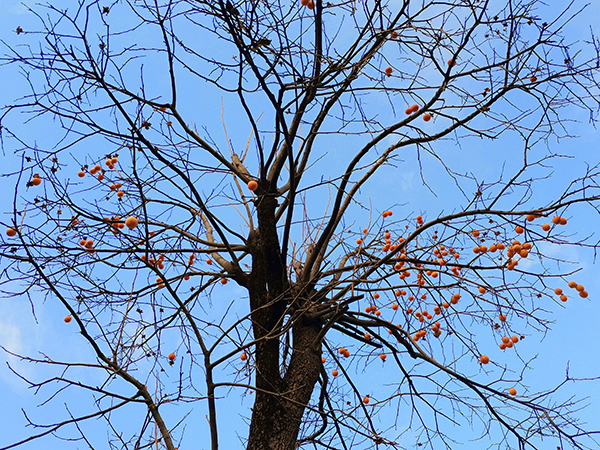 1638347587402999.jpeg d1386111587ada39c872ca4cacc8cb4.jpg