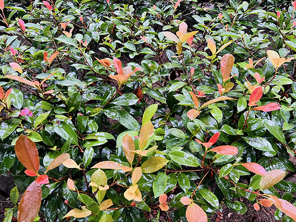 1695600522811945.jpeg 秋雨落葉2.jpg