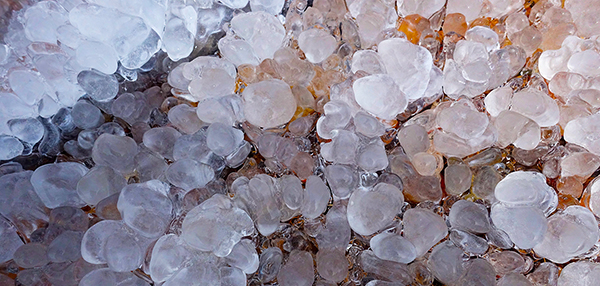 1706077653134159.jpeg 冬之精靈.jpg